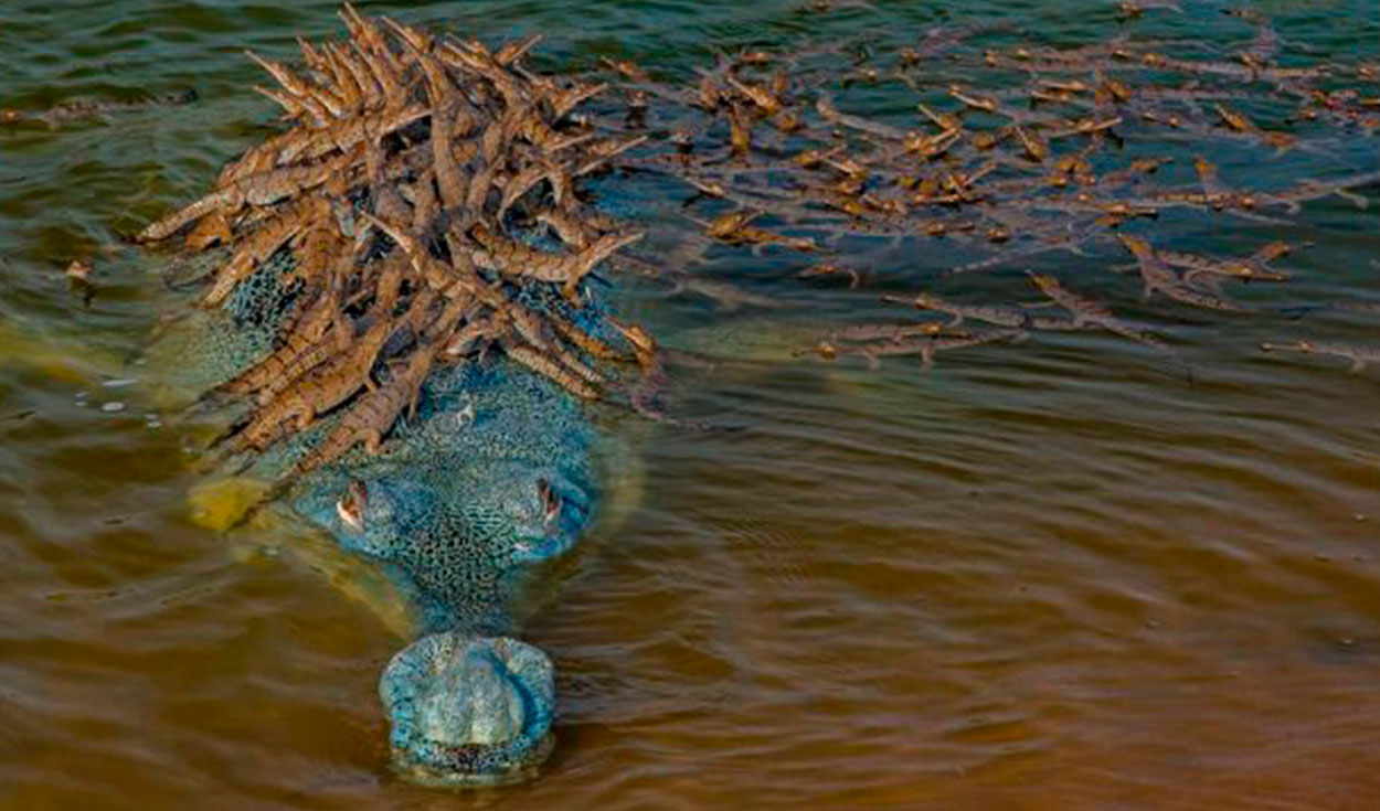 Un fotógrafo captó el preciso momento en que un cocodrilo nadaba en un río al lado de sus bebés para protegerlos. Foto: Dhritiman Mukherjee/ Facebook