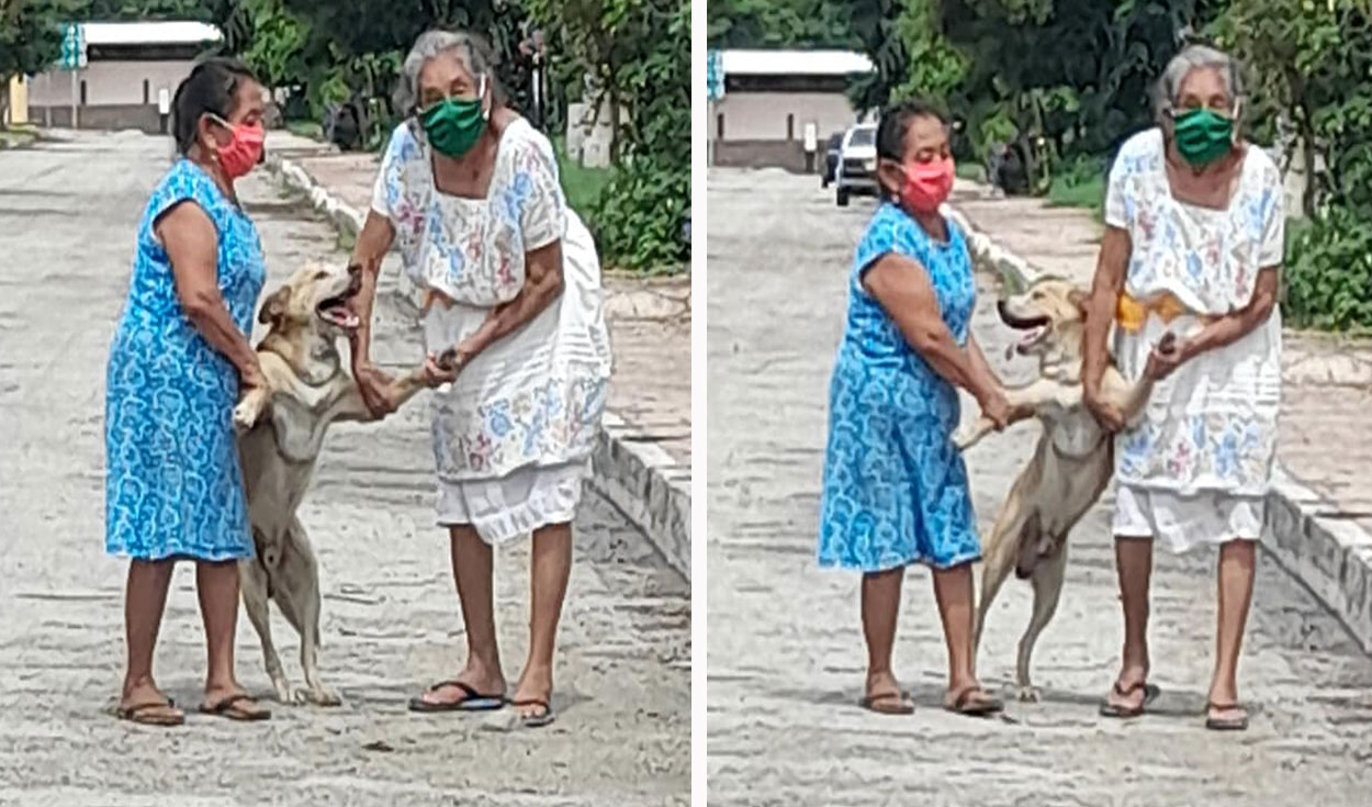 Un perrito aprovechó la distracción de sus dueñas para salir a escondidas de su hogar; sin embargo, lo descubrieron y fue obligado a regresar. Foto: Luis Mx/ Facebook