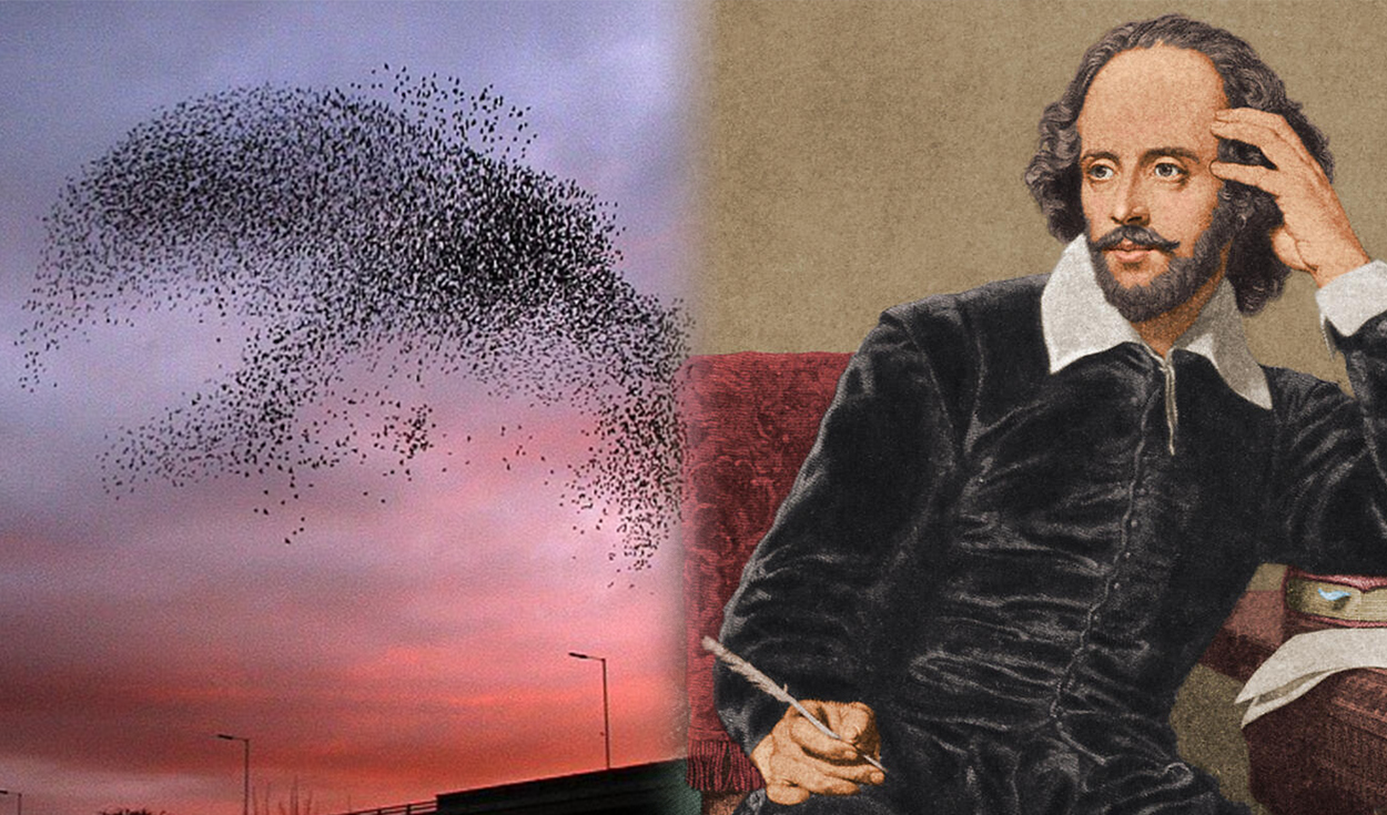 Según BBC Mundo, 60 especies de aves aparecen en las obras de William Shakespeare. A la izquierda de la imagen, se puede apreciar a una bandada de estorninos. Foto: Composición LR / APEX / difusión