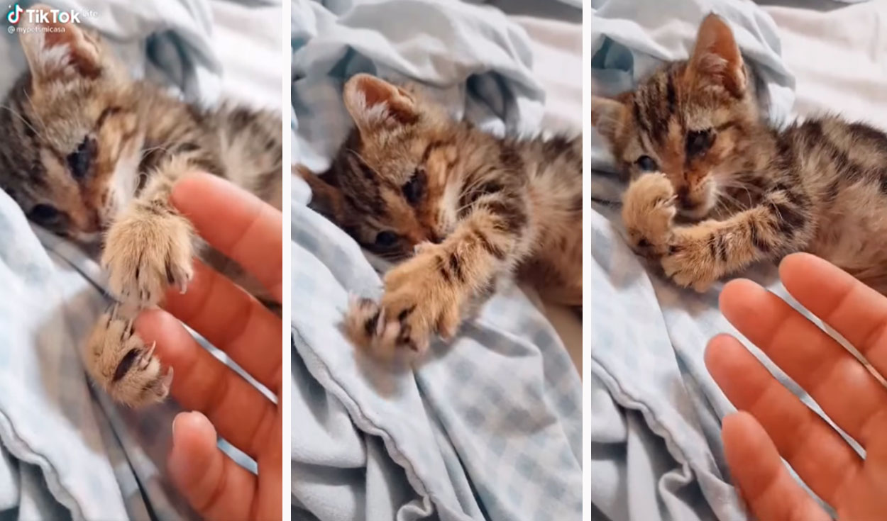 Una joven acogió a una gatita con problemas de visión y evitó separarse de su lado para cuidarla en todo momento, Foto: captura de TikTok
