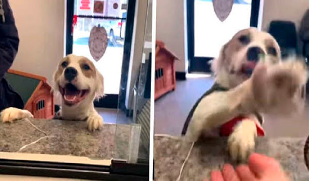 La mascota estaba devastada al ser devuelta al refugio por su anterior dueño. Foto: captura de Facebook