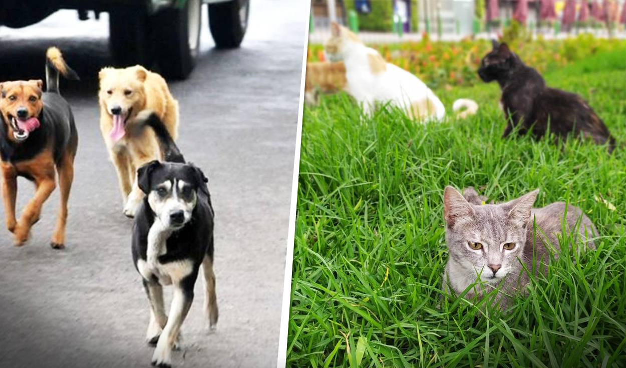 Ley cuatro patas: qué es y por qué urge aplicar una política de esterilización de mascotas
