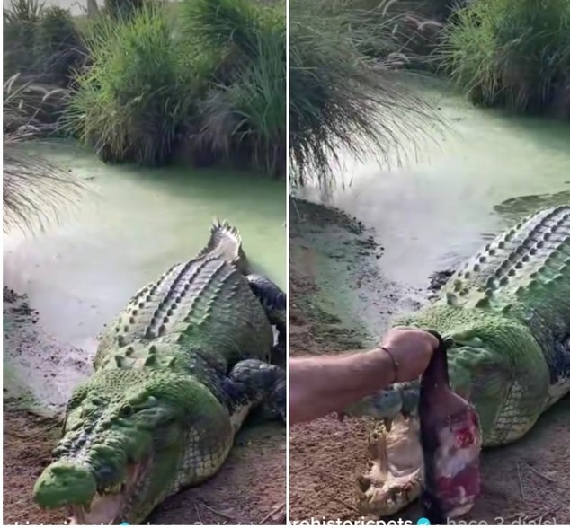 TikTok viral: hombre arrebata la comida de la boca a un cocodrilo y  sorprende en redes | Tendencias | La República