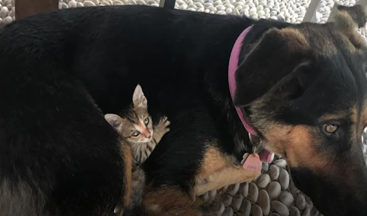 El video viral ha sido compartido en el canal El Dodo. Foto: captura de YouTube