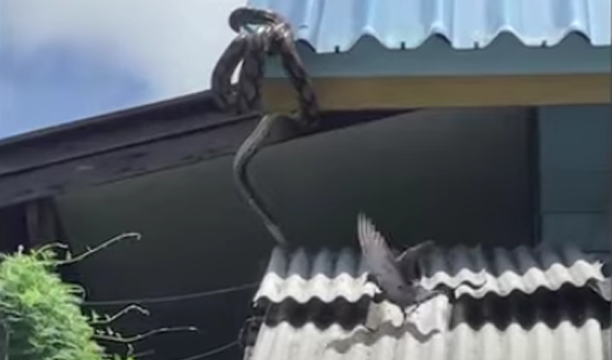 El video ha sido compartido en el canal ViralPress. Foto: captura de YouTube