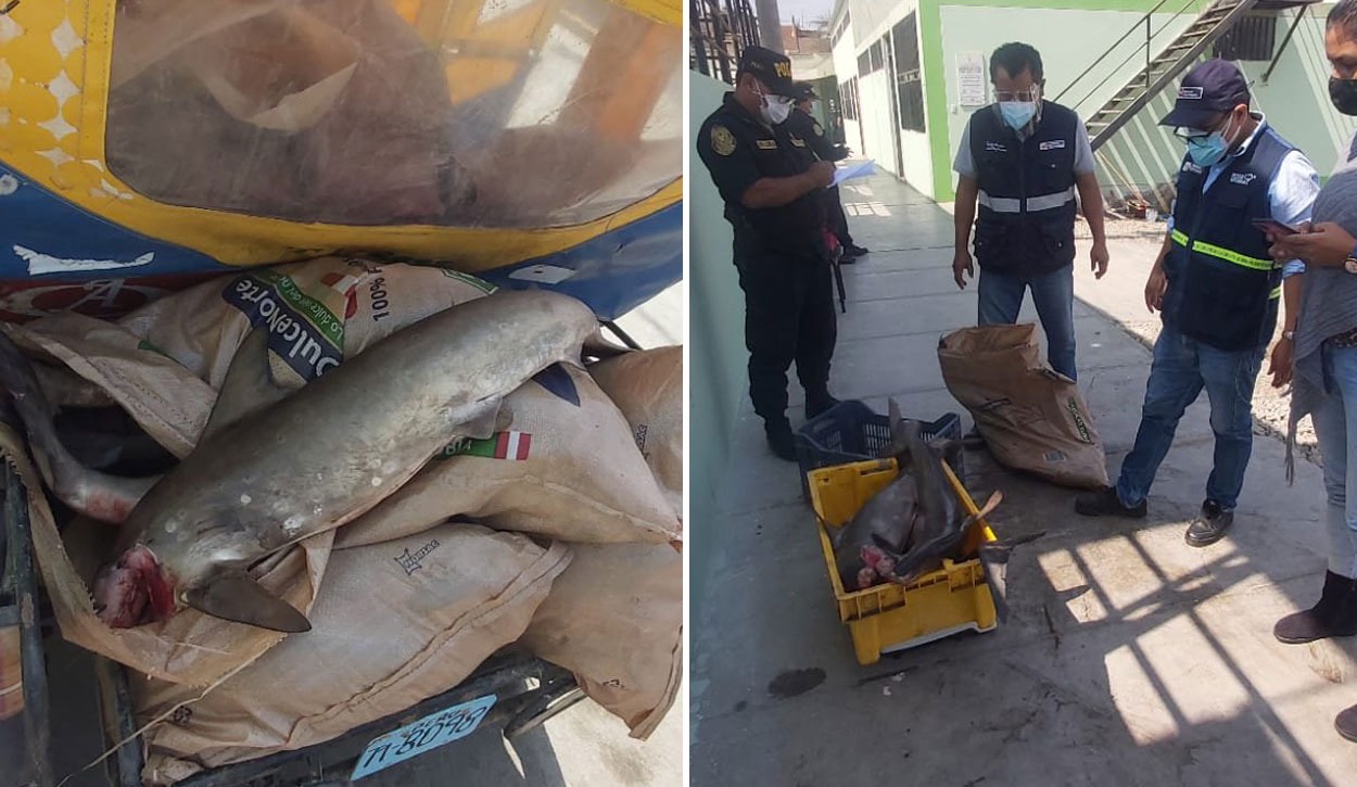Trujillo: atrapan a sujeto con 266 kilos de tiburón martillo