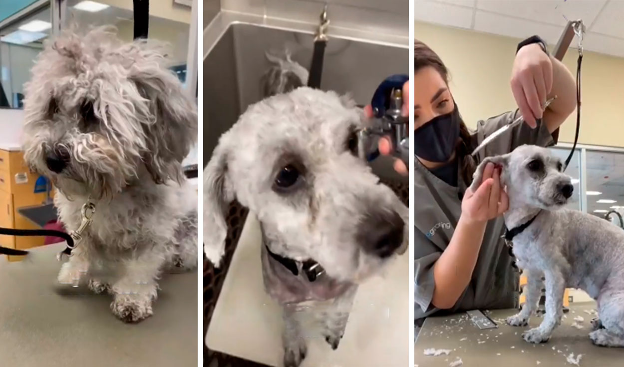 Una veterinaria recibió a un perrito que había sido rescatado por un joven, por ello, lo ayudó a conseguir un mejor aspecto. Foto: captura de YouTube