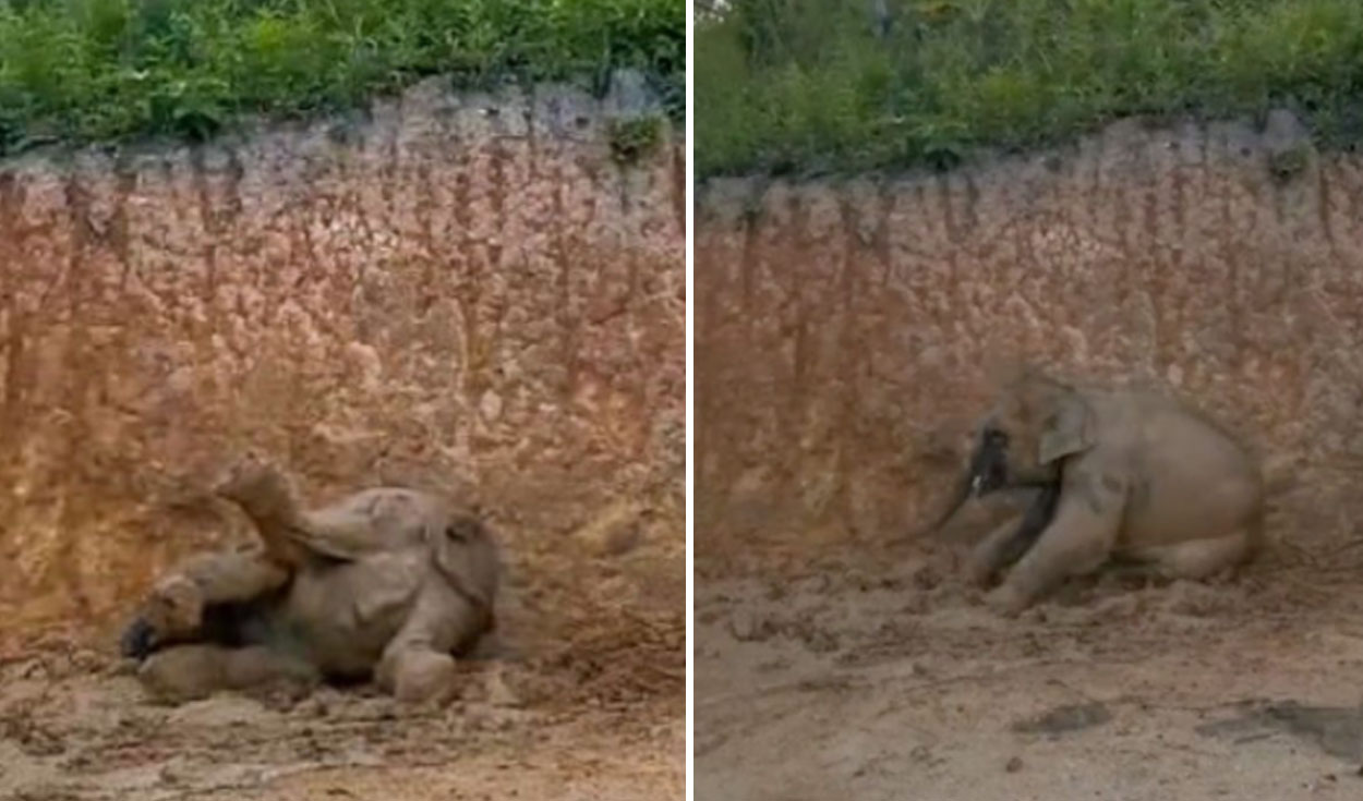 La travesura de estos elefantes logró cautivar a usuarios de las redes sociales. Foto: captura de YouTube