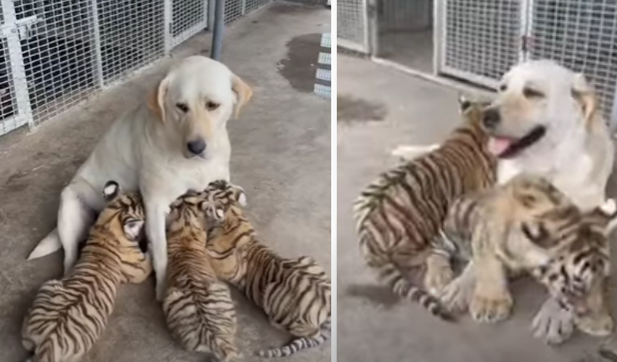 YouTube viral: perrita alimenta y cuida a unos tigres bebés como si fueran sus propias crías | Tendencias | La República
