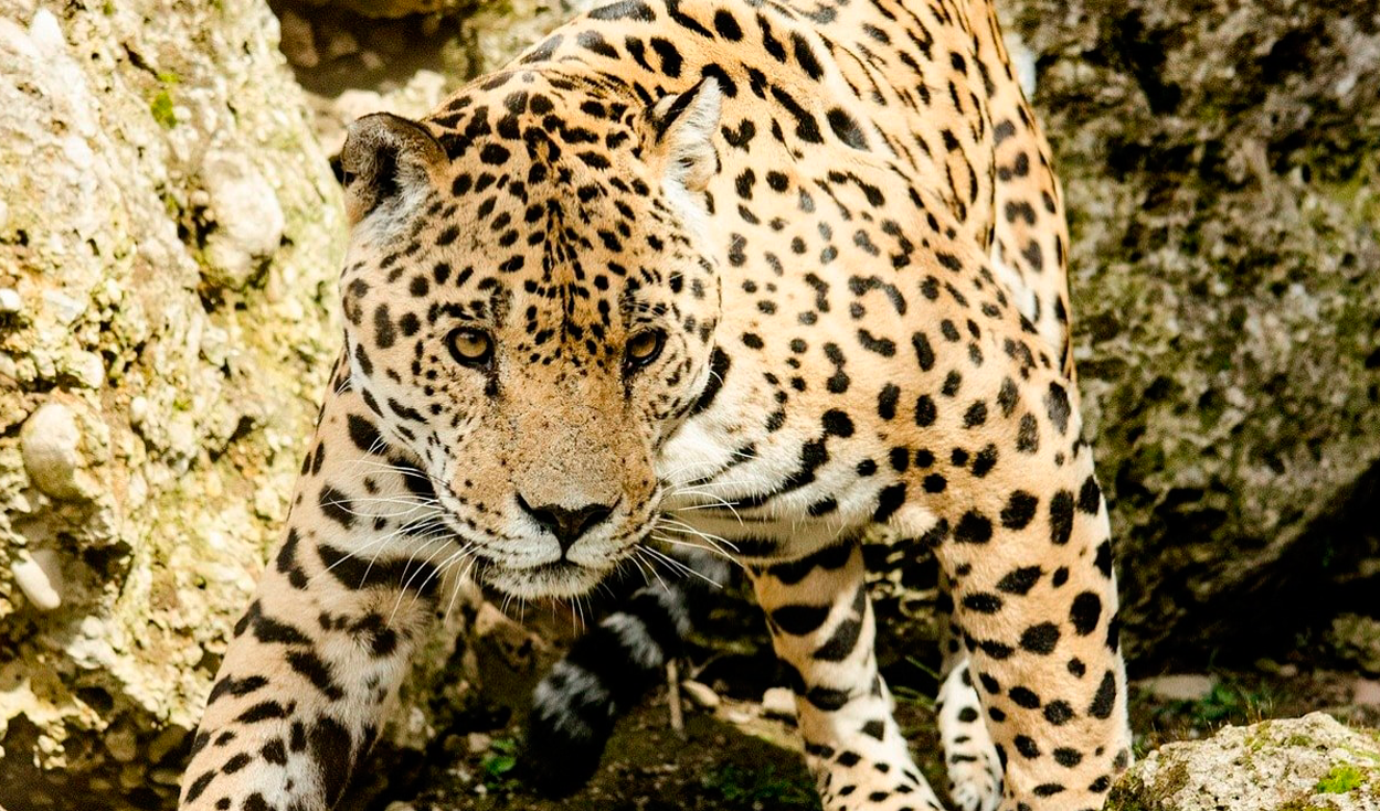 El caso de un jaguar envenenado por cazar animales de granja genera indignación en México