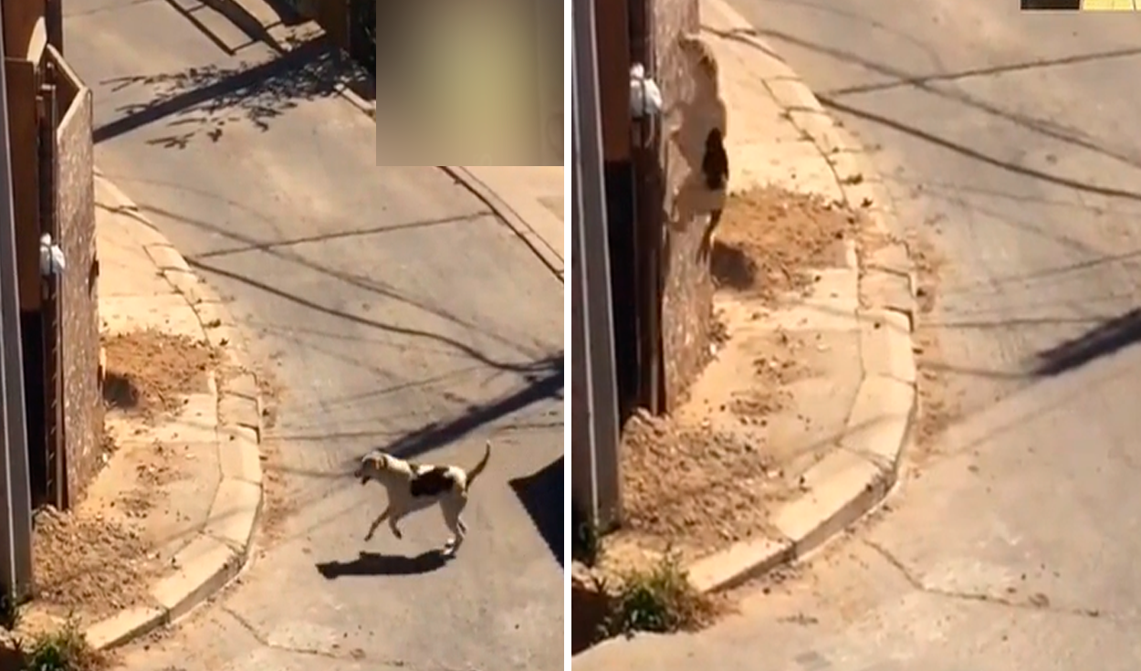 El perrito realizaba sus ‘cálculos matemáticos’ para trepar la pared en construcción. Foto: captura de TikTok
