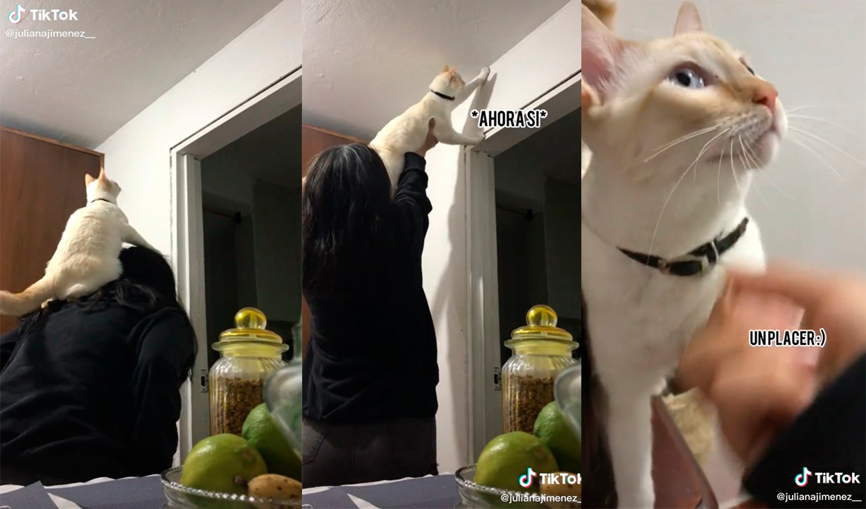 La dupla desarrolló una hilarante dinámica para coger al bicho. Foto: captura de TikTok