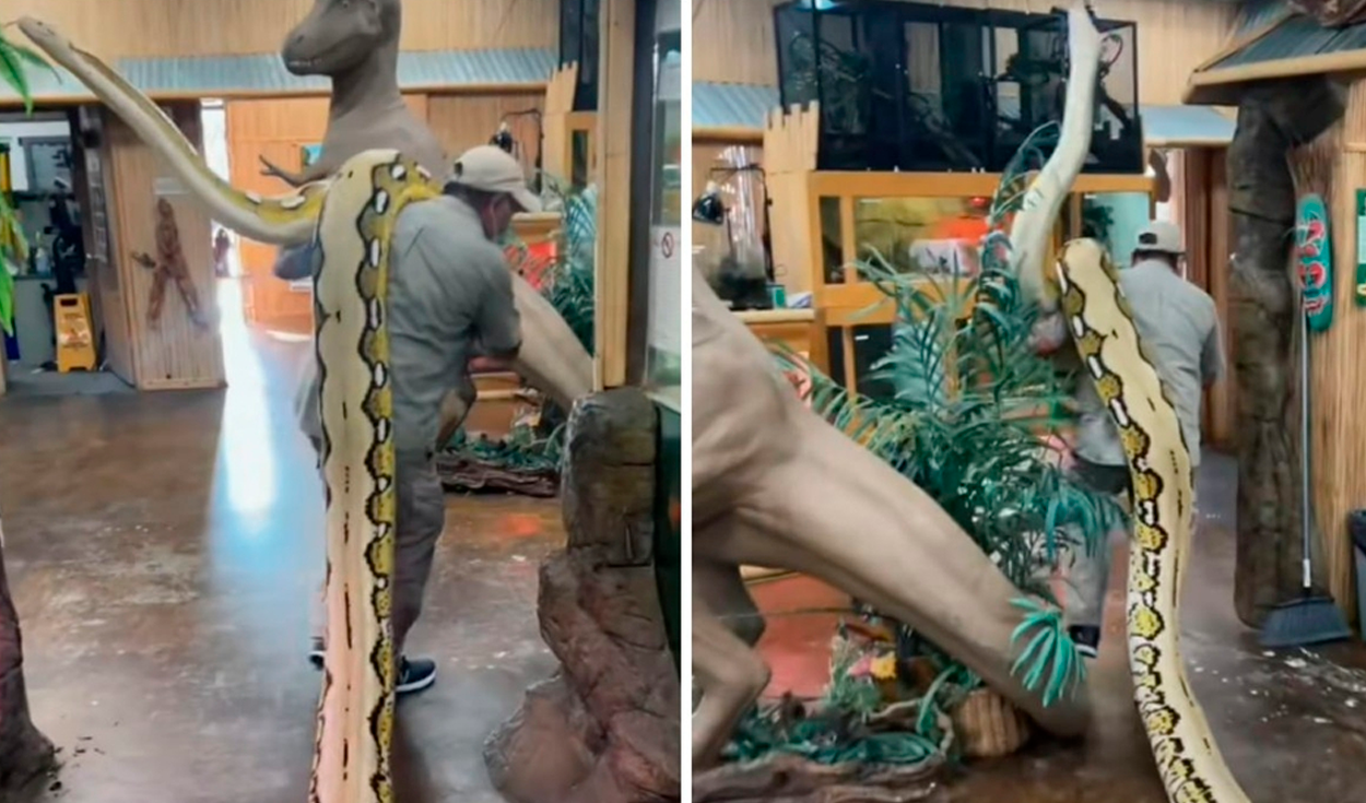 En el video se pudo ver la actitud pacífica del reptil que se deja pasear tranquilamente por el zoológico. Foto: captura de TikTok