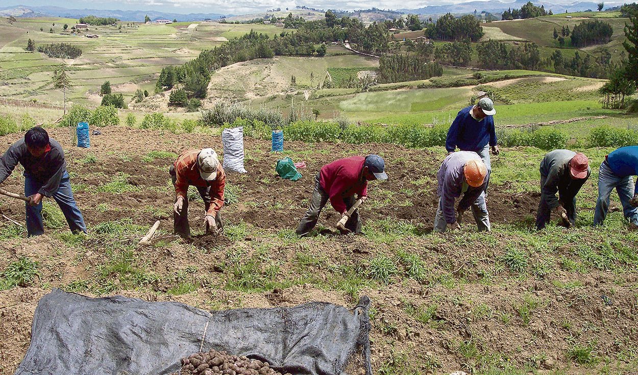 Más de 500 cooperativas agrarias ya no tributarán doble en el país