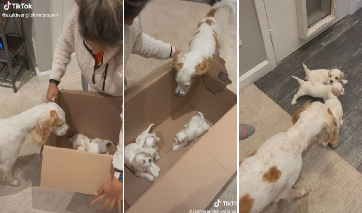 Miles de usuarios han quedado cautivados con esta tierna escena. Foto: captura de TikTok