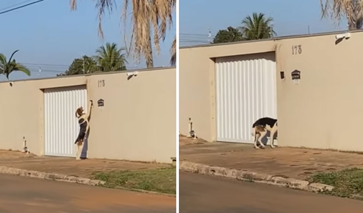 Miles de usuarios no han parado de reír con esta curiosa escena. Foto: captura de YouTube