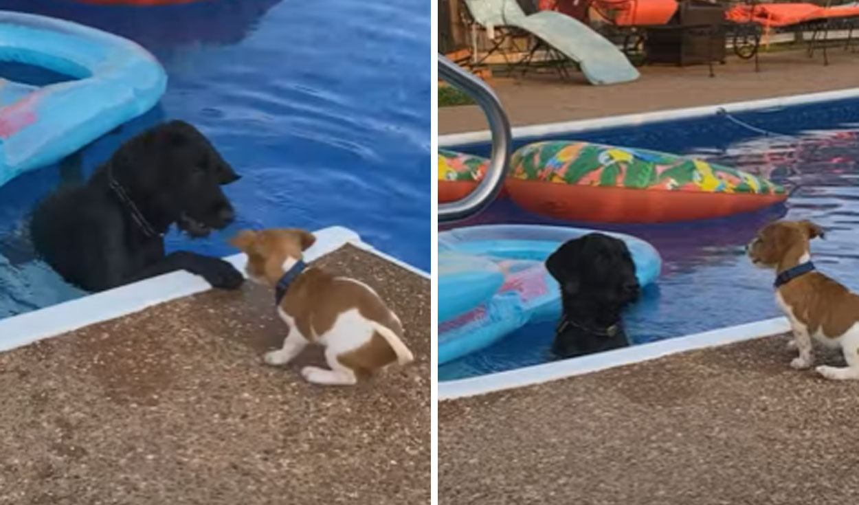 La curiosa escena tuvo un desenlace que llamó la atención en las redes sociales. Foto: captura de YouTube