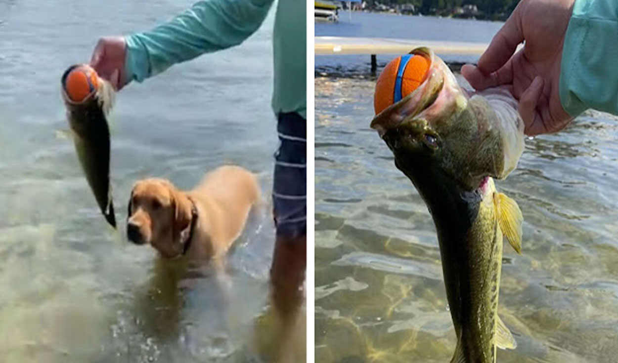 Un joven lanzó la bola de su mascota al agua para que lo atrape en el menor tiempo; sin embargo, un pequeño animal lo reclamó como suyo. Foto: captura de Facebook