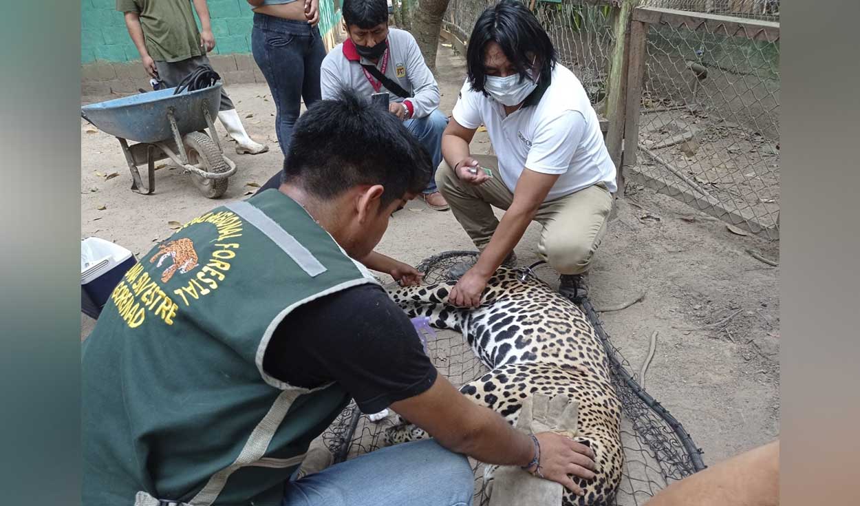 Jaguar fue criado por personas desde que era un cachorro. Foto: Gerencia Regional Forestal y de Fauna Silvestre-GERFOR-MDD