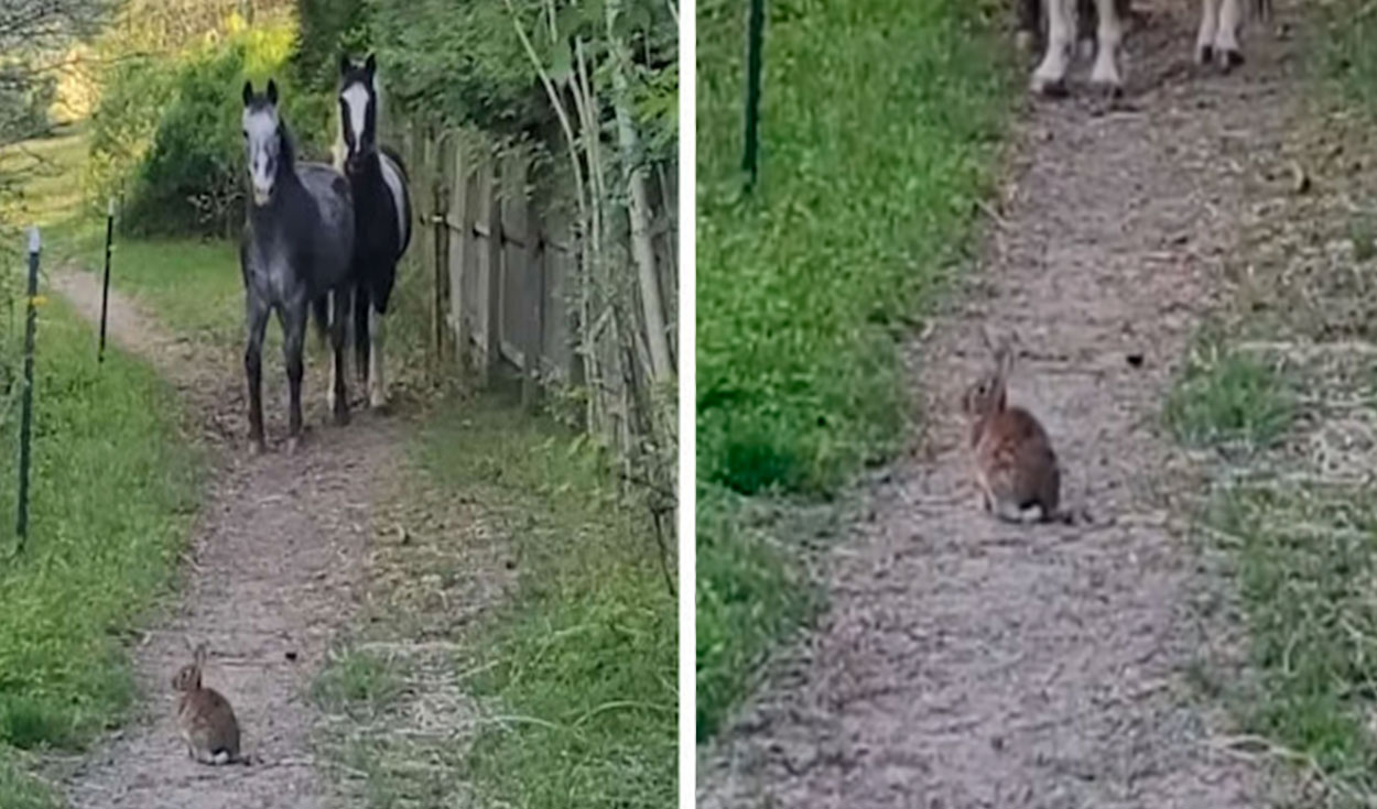 Un conejo tomó un descanso en un enorme campo; sin embargo, no imaginó que su presencia iba a causar problemas a unos caballos que le tenían temor. Foto: captura de YouTube