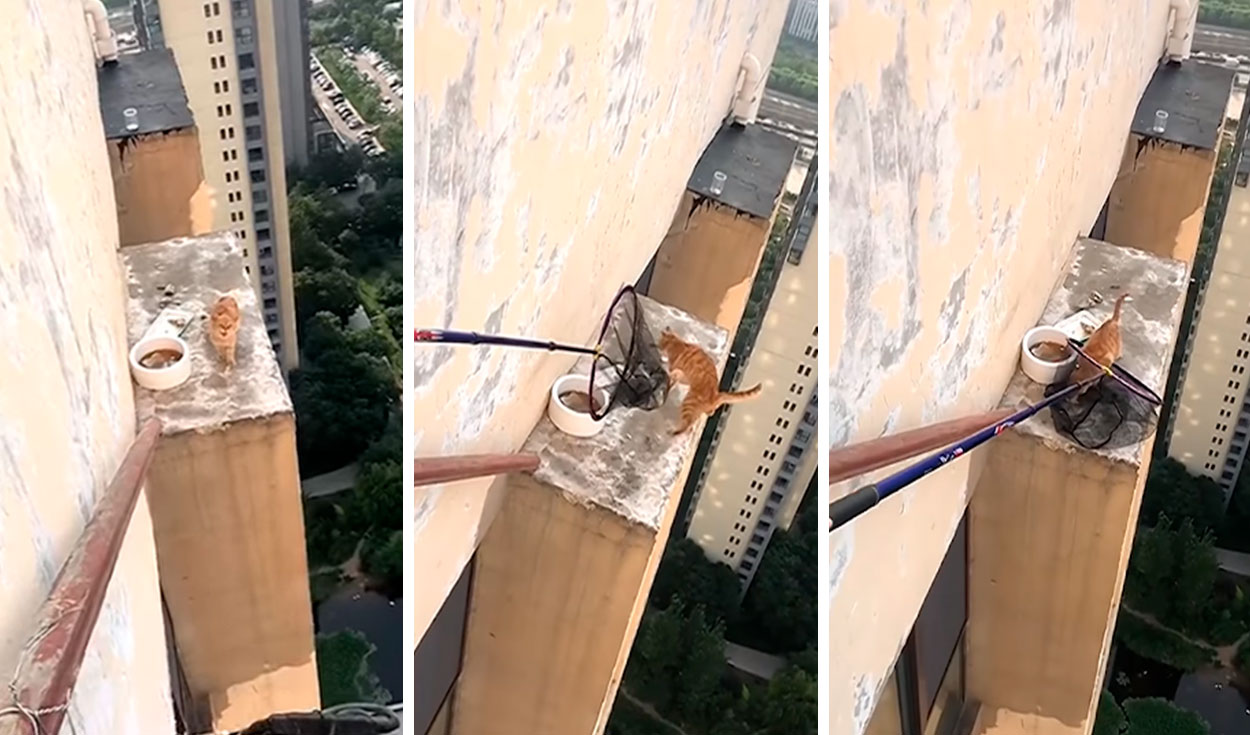 Un grupo de personas armó un plan para rescatar a un indefenso animal que se refugió en la cima de un enorme edificio en China. Foto: captura de YouTube