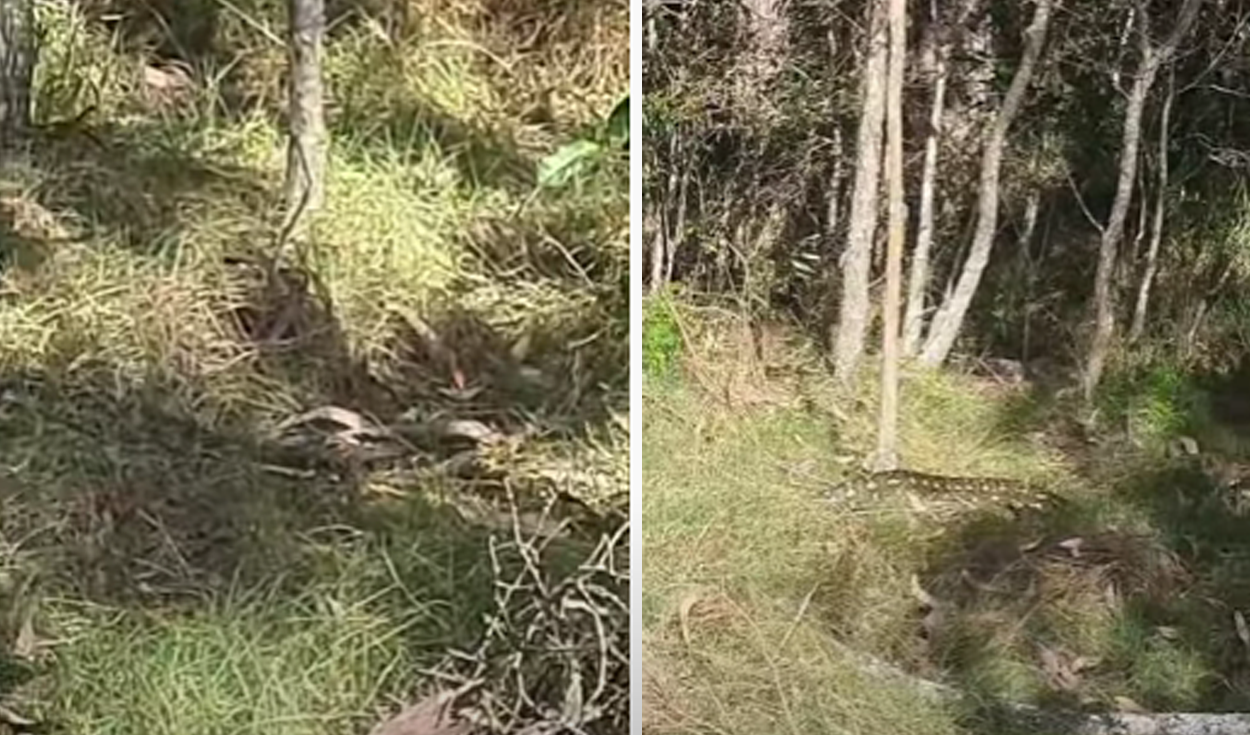 El video viral ha sido compartido en la página ViralHog. Foto: captura de Facebook