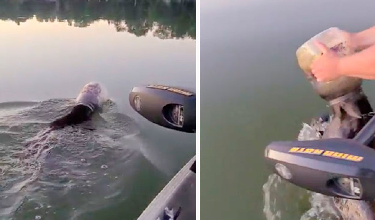 Los integrantes de una familia detuvieron su viaje cuando se percataron que un pequeño oso corría peligro a causa de un envase de plástico. Foto: captura de YouTube