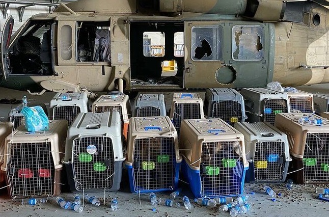 “Encerrados, con calor y sin comida”: EE. UU. abandonó a perros en Kabul, denuncia PETA