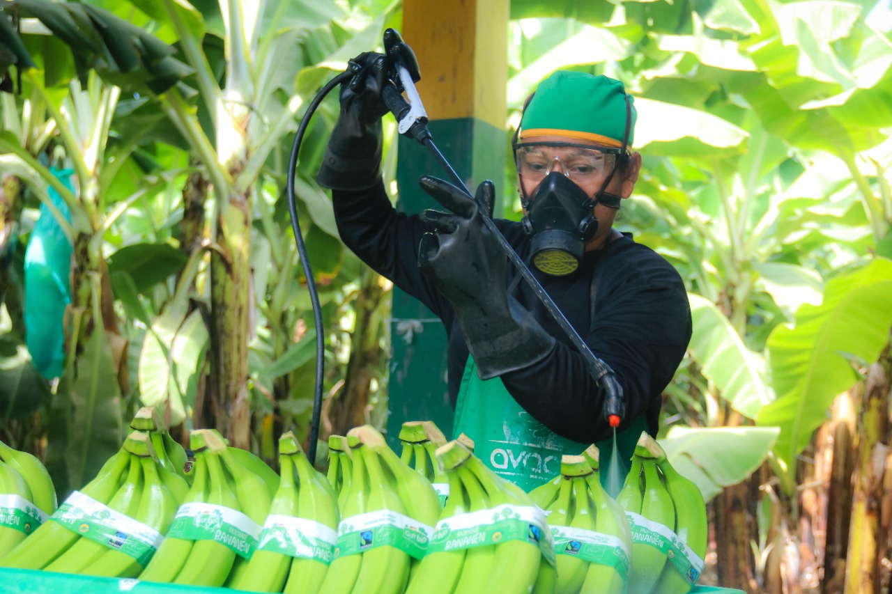 Piura: presentan alternativas de emprendimiento para más de 9.000 bananeros