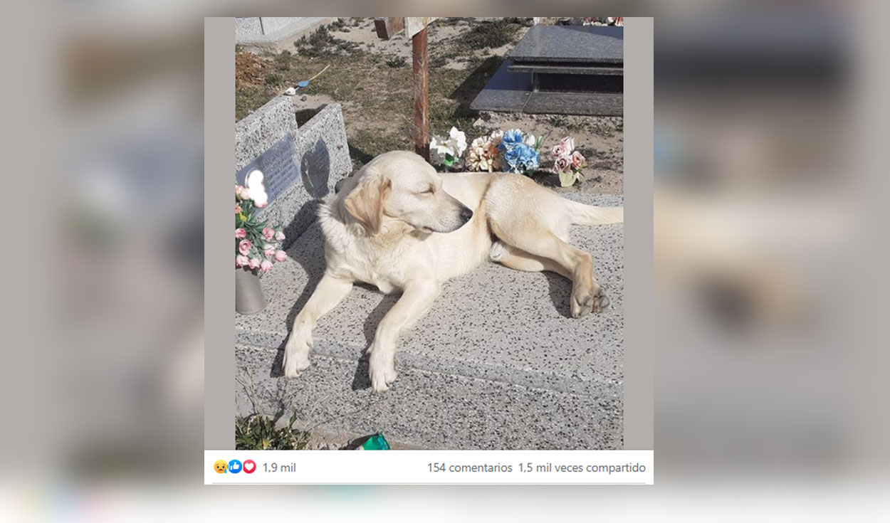 Facebook viral: perro se queda a vivir en el cementerio donde fue sepultado su amo y duerme sobre su tumba