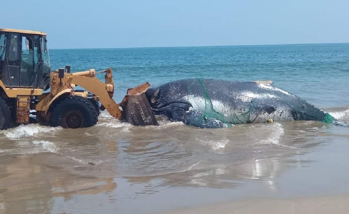 Retiran cuerpo de ballena varada en Canoas de Punta Sal. Foto: Noticias sin Frontera.