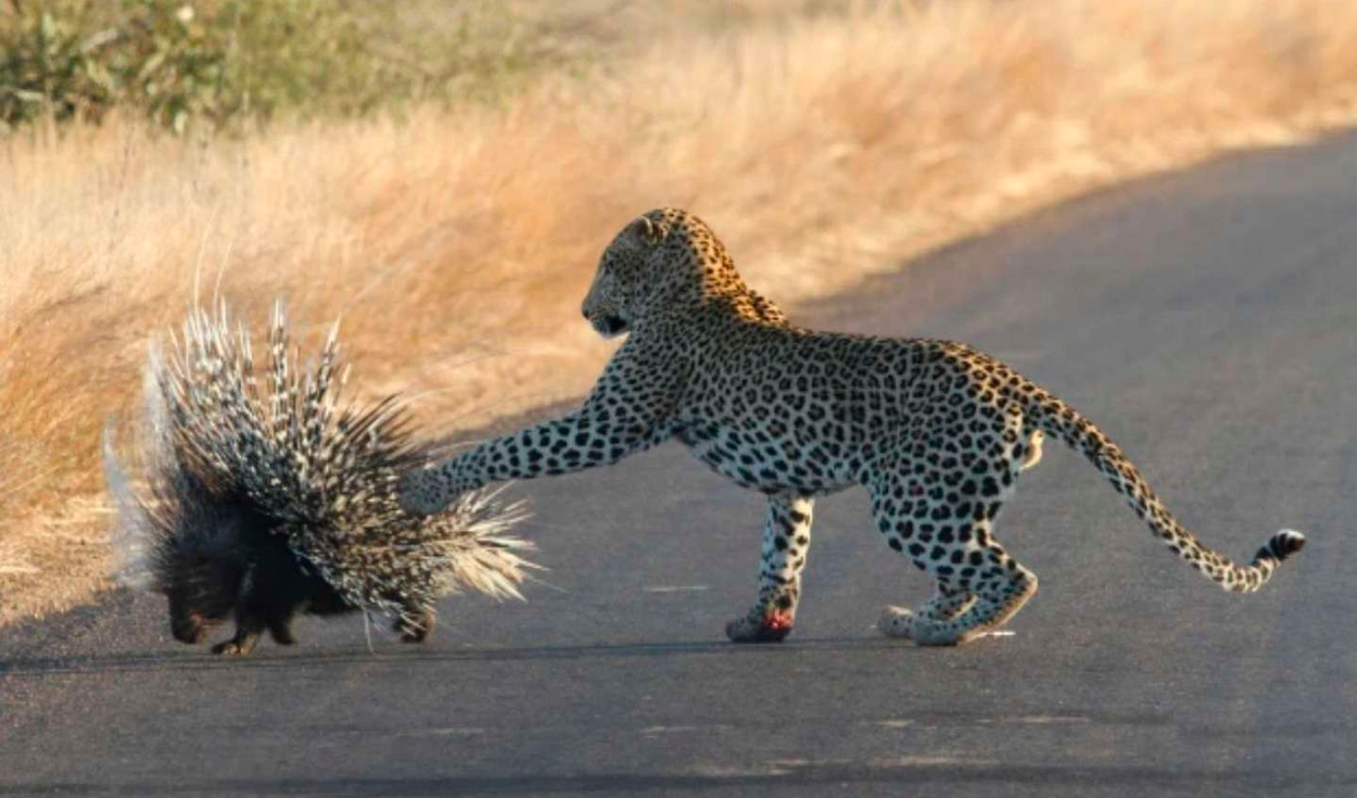 Las fuertes agujas del pequeño mamífero impidieron que se convirtiera en presa de la fiera que terminó con varias púas entre sus patas. Foto: captura de Facebook