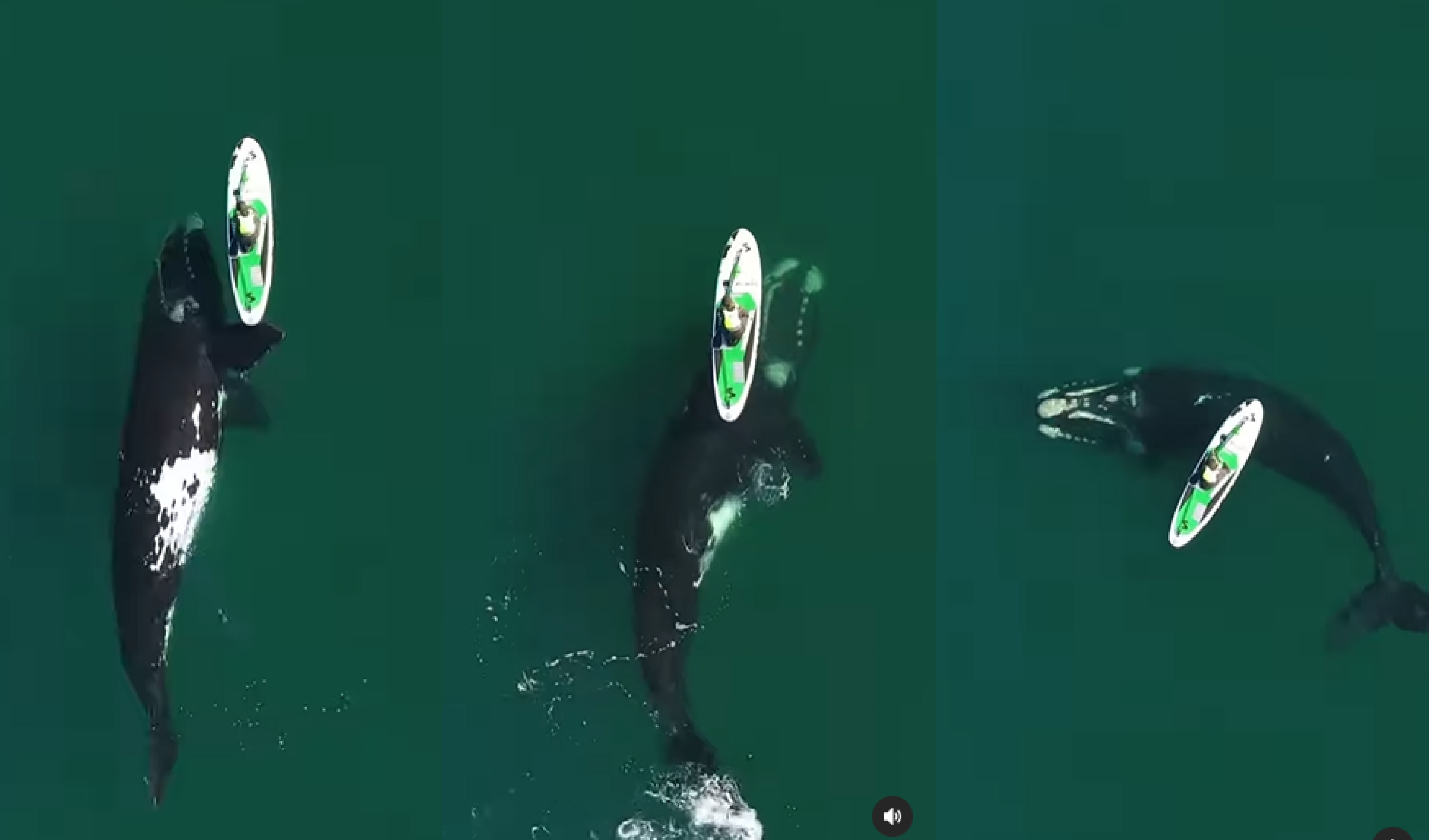 Ballena protagoniza emocionante momento en en el mar de Argentina.
Foto: captura de Instagram