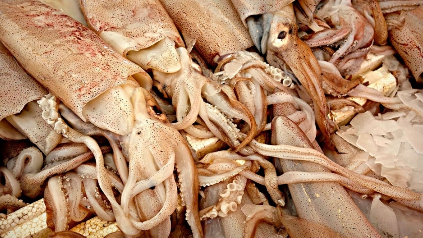 Perú avanza hacia la certificación MSC con la pesquería de calamar gigante