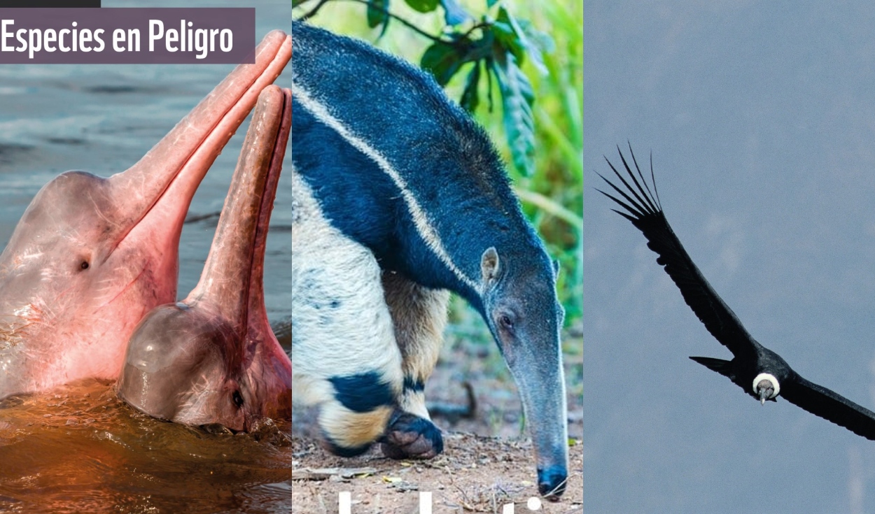 20 animales en peligro de extinción y extintos en Perú 2023 | fotos y  videos | delfin rosado | gato de los andes | cóndor andino | otorongo |  imágenes | Ciencia | La República