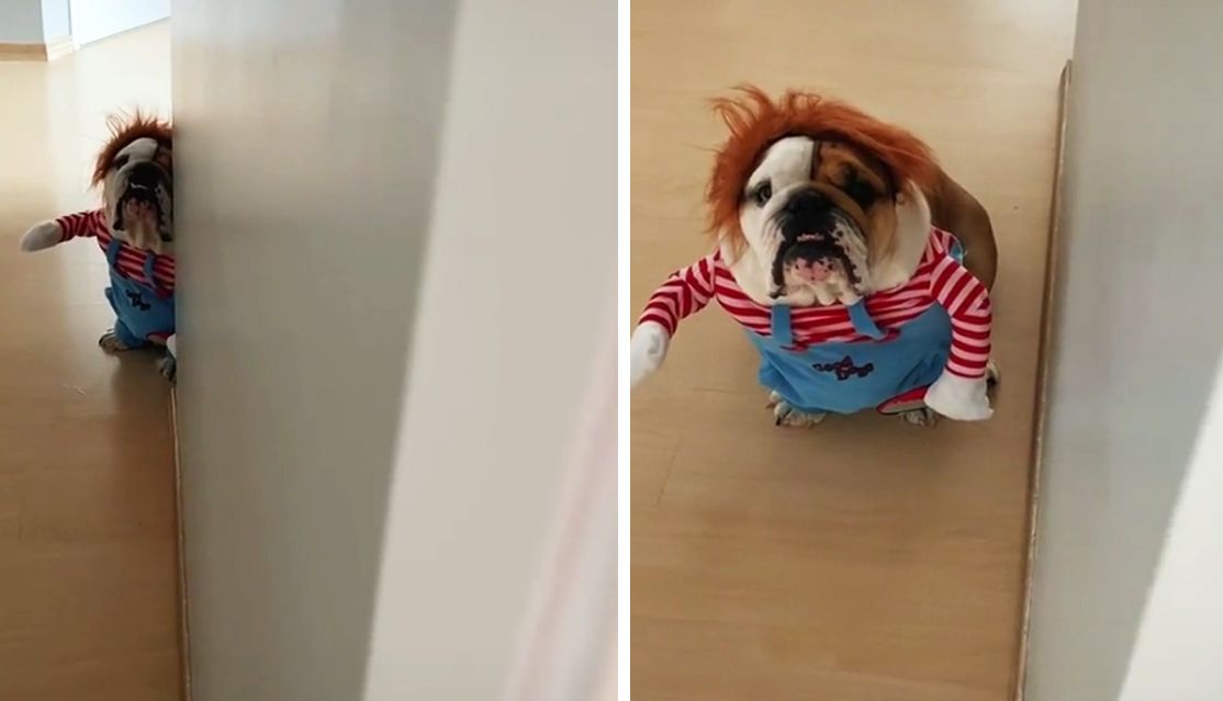 TikTok viral: perro bulldog es disfrazado como el muñeco Chucky para  lucirlo en Halloween | Tendencias | La República