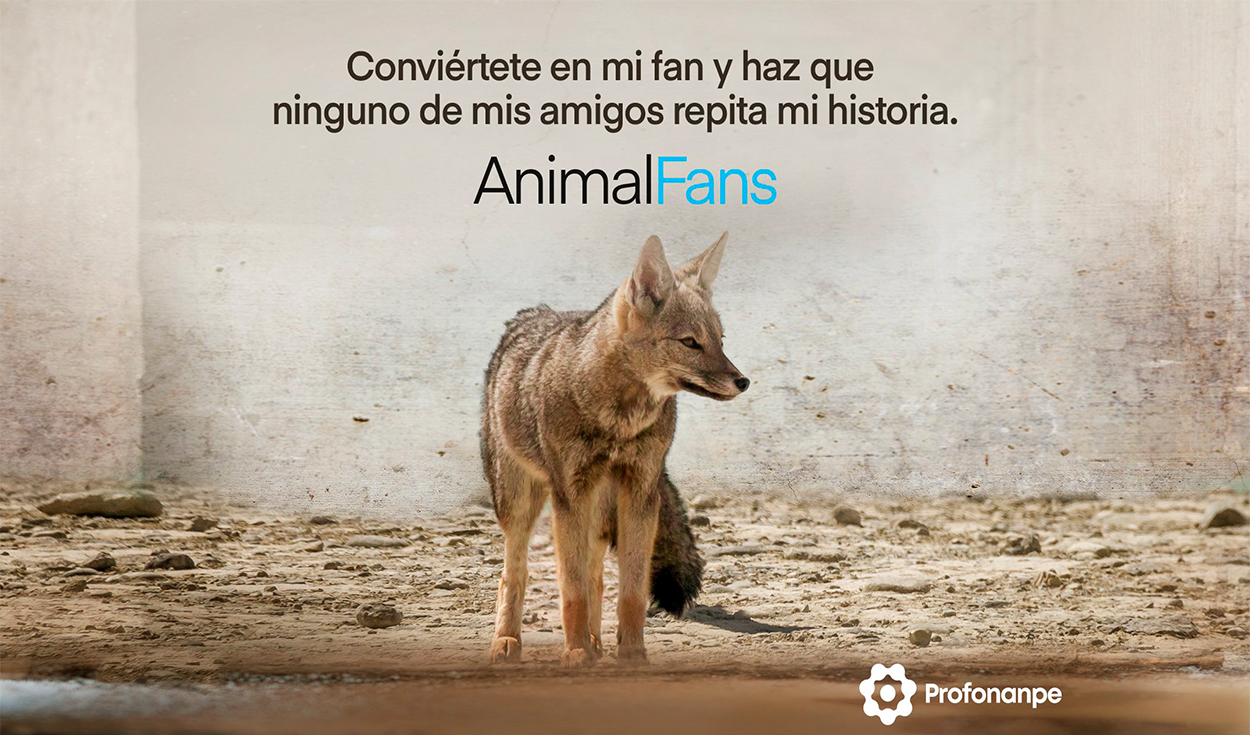 Run Run: crean Onlyfans para recaudar dinero para centros de rescates de  animales atmp | Sociedad | La República