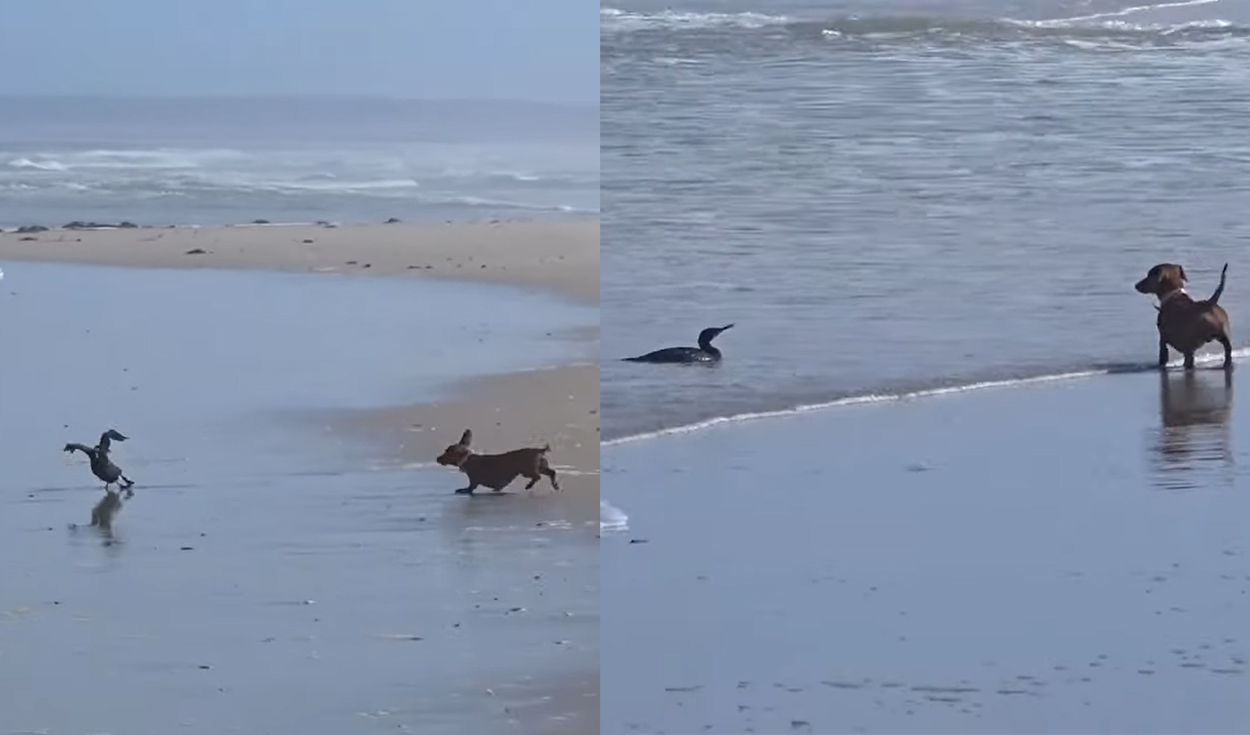 La emoción de un perro salchicha con su túnel secreto en la arena de la  playa