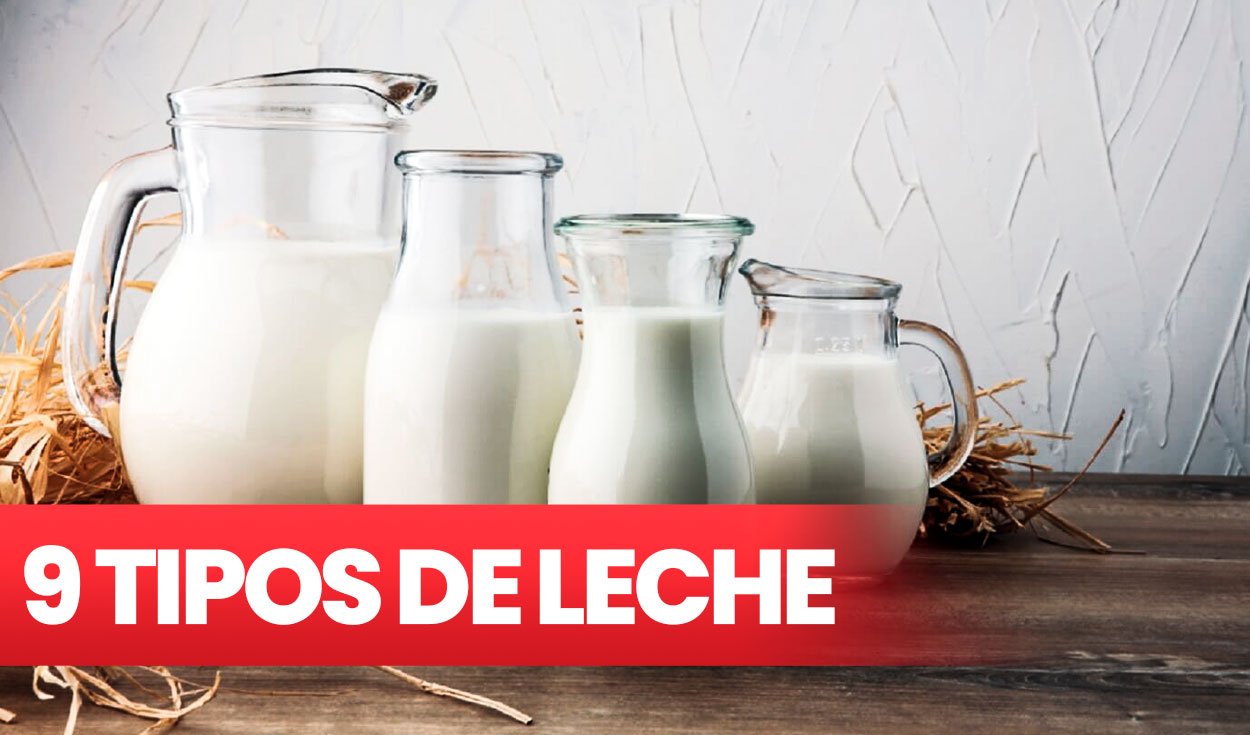 águila elefante Mathis 9 tipos de leche: ¿cuál debes usar para cocinar? | Gastronomía | La  República