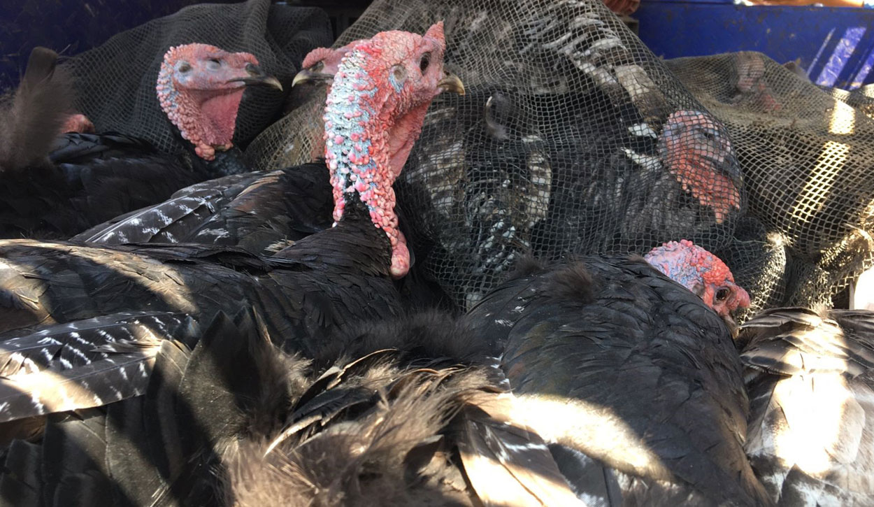 Senasa has vaccination of turkeys for fattening due to an increase in cases of avian influenza