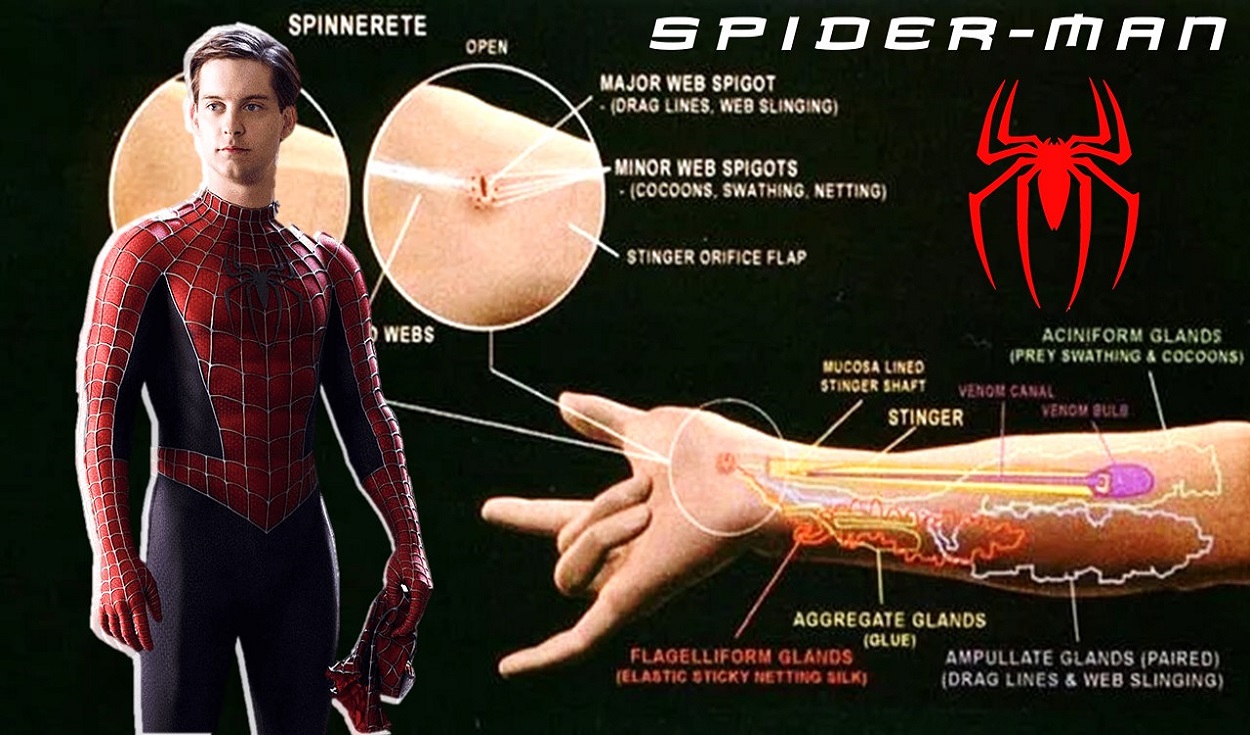 Spiderman: no way home: Tobey Maguire y la razón por qué su Hombre Araña  tiene telarañas orgánicas | Andrew Garfield | Tom Holland | Cine y series |  La República