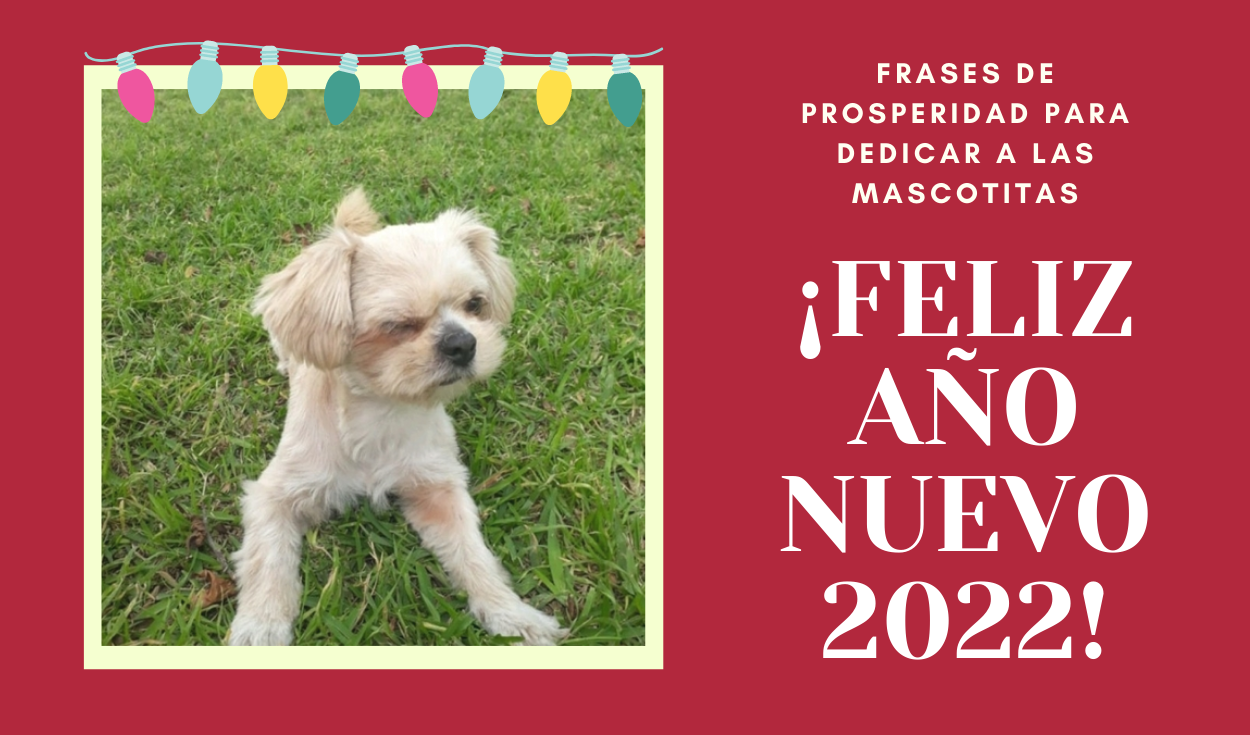 Año Nuevo 2022: las mejores frases para dedicar a los perros en Nochevieja  | Animales | Actualidad | La República