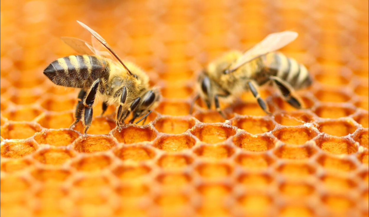 Cuántas flores debe recorrer una abeja para producir un kilo de miel? |  Datos lr | La República