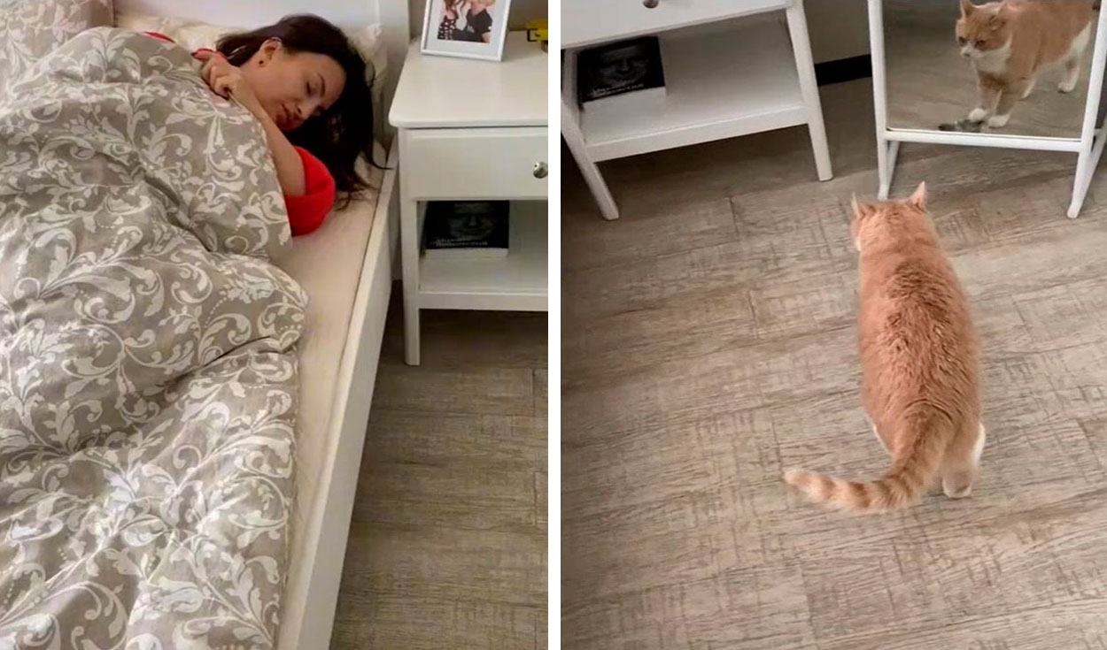 Facebook viral: gato lleva su plato al cuarto de su dueña, lo golpea para  despertarla y que le sirva comida | Tendencias | La República