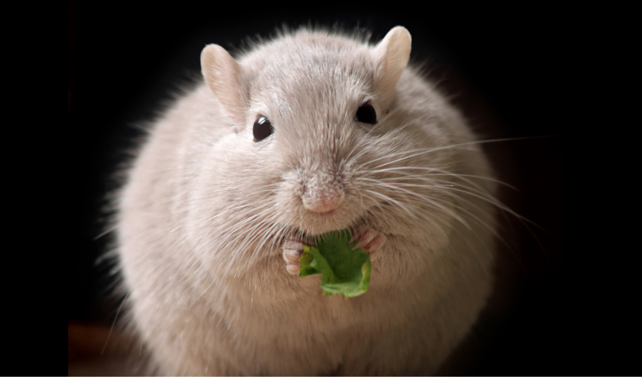 El truco para eliminar las ratas de su casa sin tener que utilizar veneno