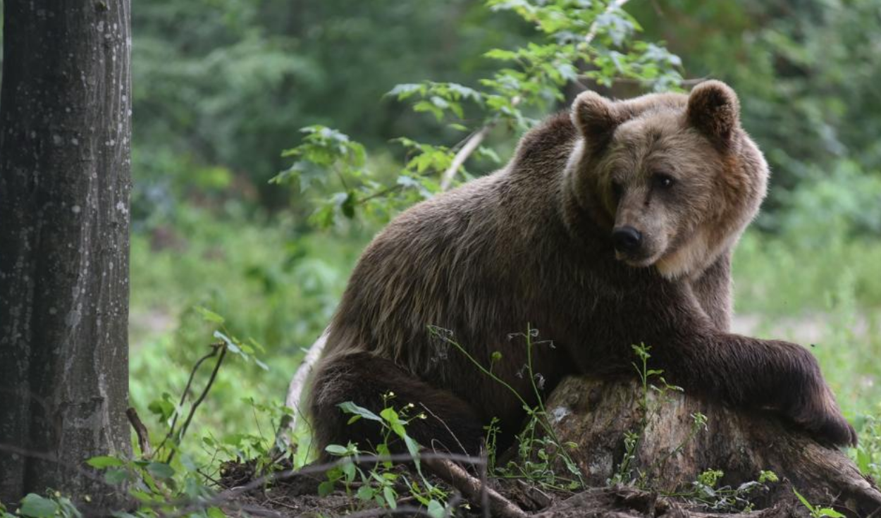 Rusia: ¿por qué el oso es el símbolo del país que gobierna Vladimir Putín,  qué significa y desde cuándo lo empezaron a usar? | Respuestas | La  República