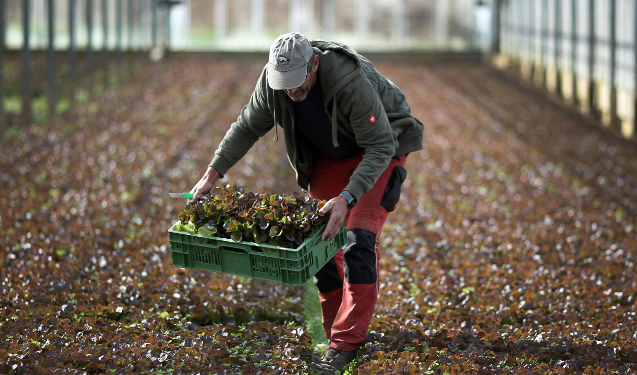 FAO: agricultural production in Latin America will grow by 12% in the next decade