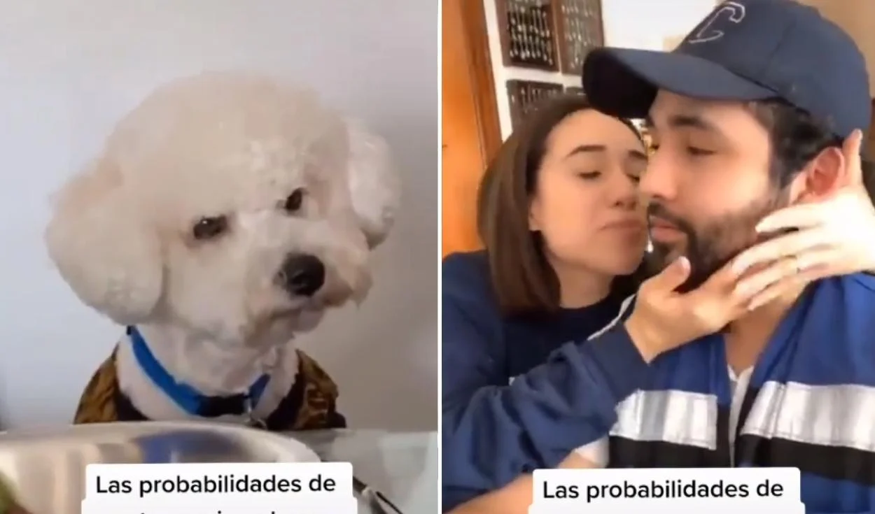 los perros se enamoran unos de otros