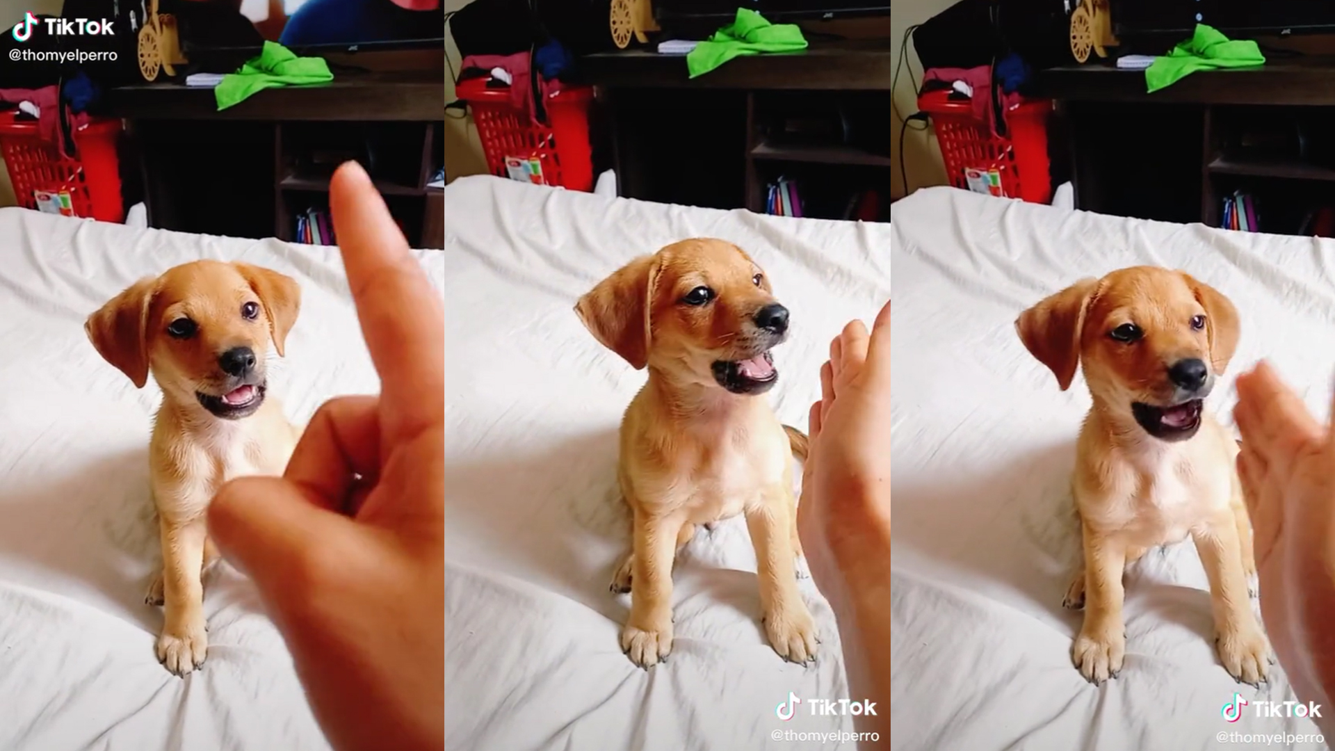 El perrito se encontraba sentado en la cama de su dueño. Foto: captura de  TikTok