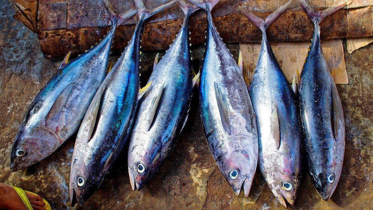 Today the bonito ban begins until next Sunday, December 10